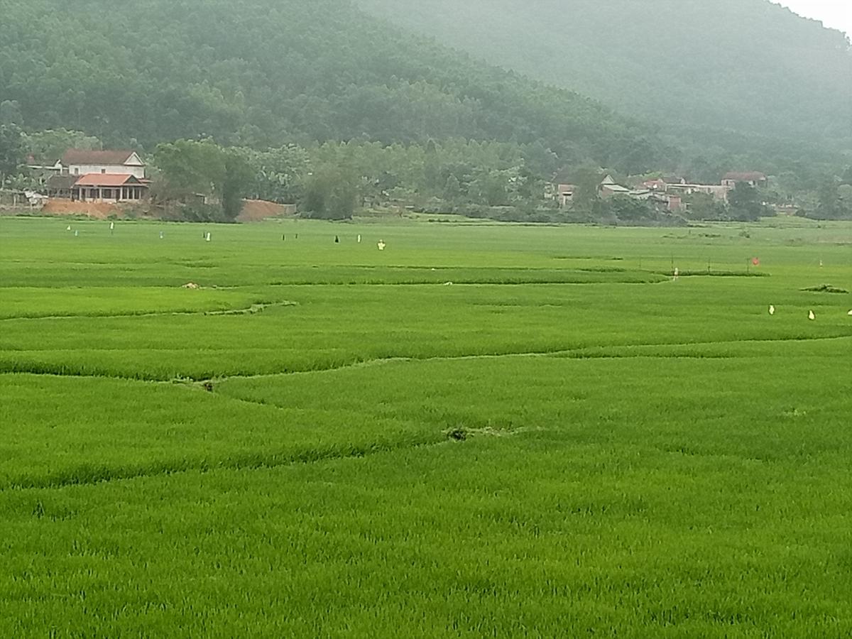 Phong Nha Rice Field Homestay מראה חיצוני תמונה