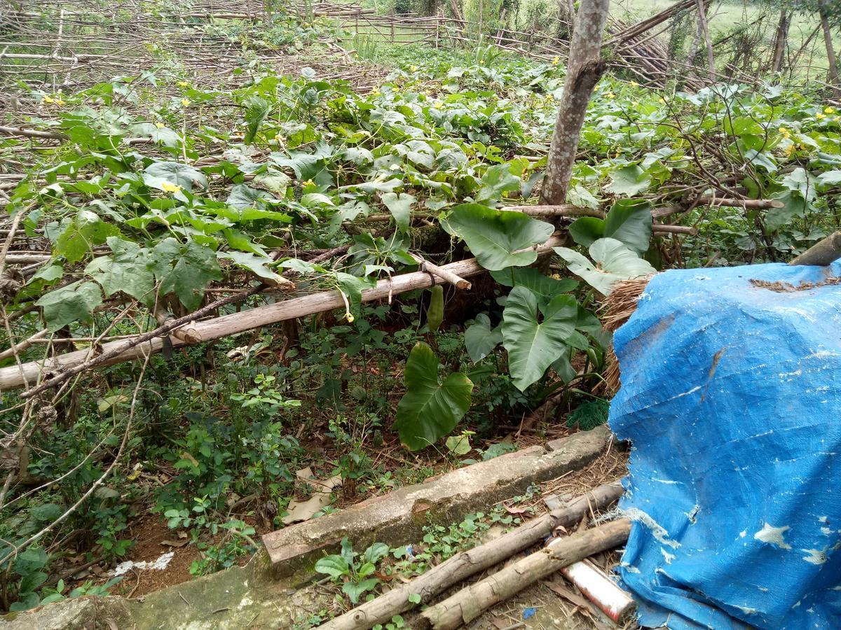Phong Nha Rice Field Homestay מראה חיצוני תמונה