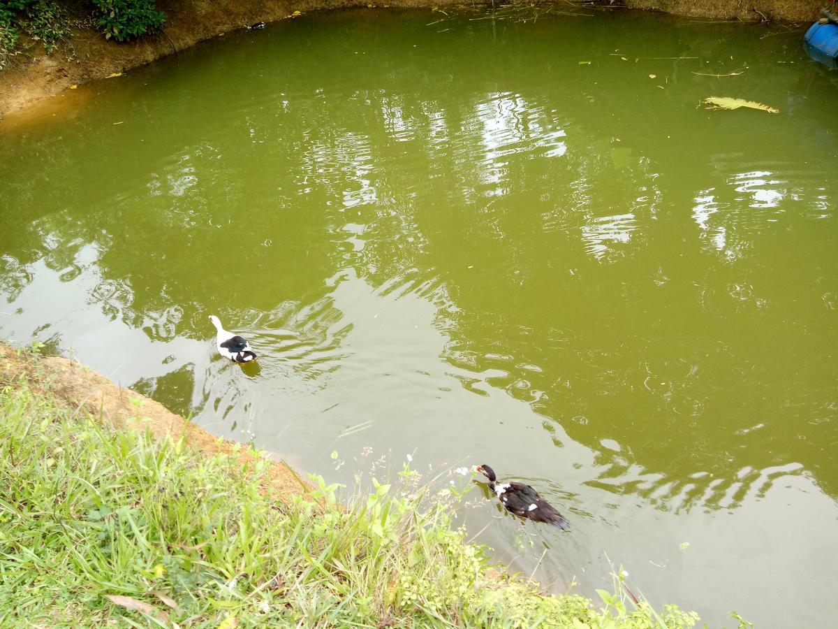 Phong Nha Rice Field Homestay מראה חיצוני תמונה