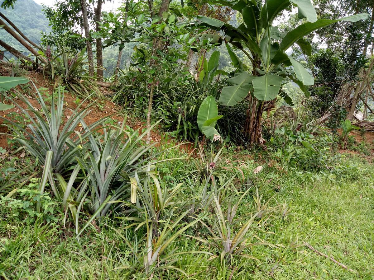 Phong Nha Rice Field Homestay מראה חיצוני תמונה