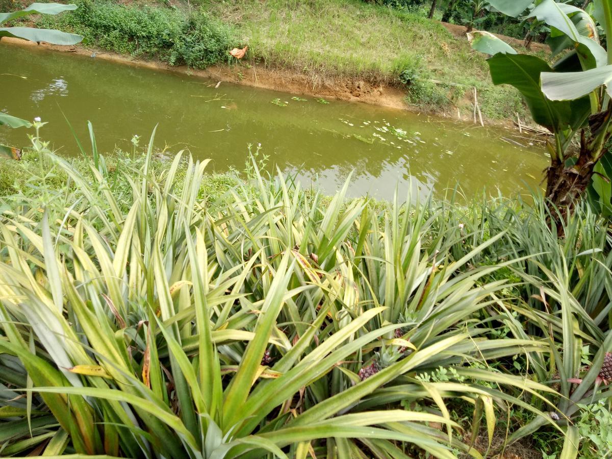 Phong Nha Rice Field Homestay מראה חיצוני תמונה