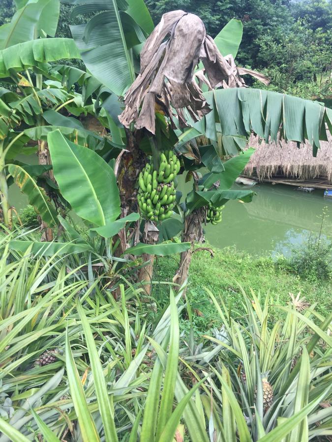 Phong Nha Rice Field Homestay מראה חיצוני תמונה