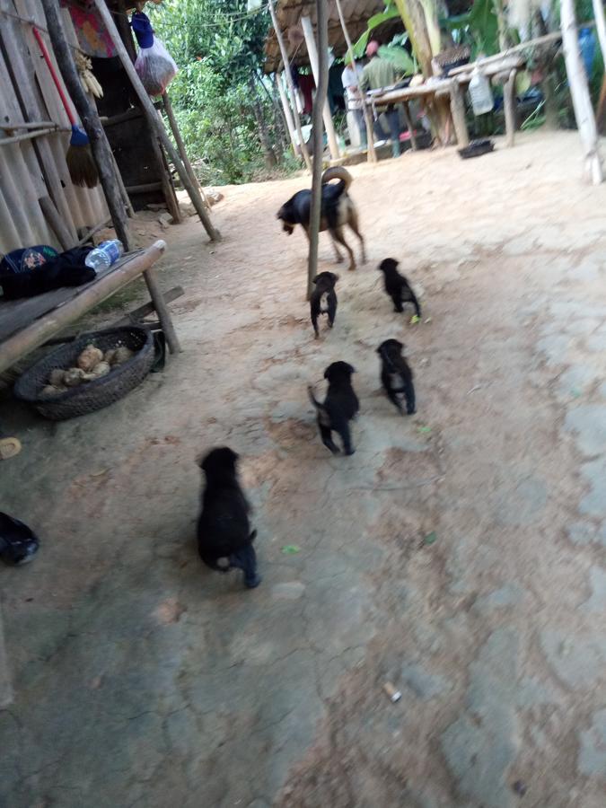 Phong Nha Rice Field Homestay מראה חיצוני תמונה
